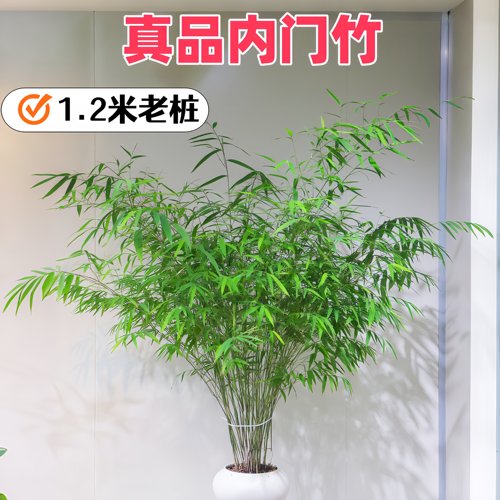 正宗内门竹盆栽老桩台湾内门竹子