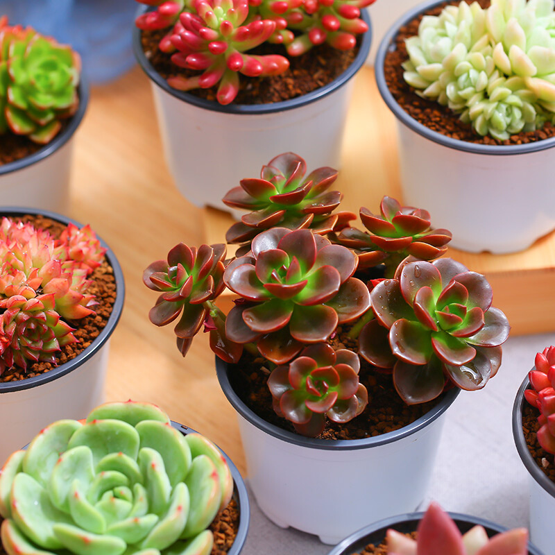 多肉植物盆栽大株肉肉植物桌面办公室花卉盆栽新手含盆餐