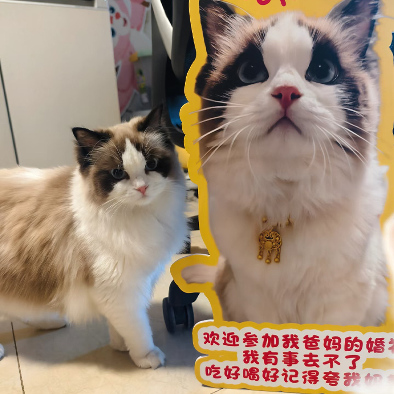 婚礼定做kt板宠物立牌猫咪狗狗迎宾牌照片展板指路牌订婚氛围装饰