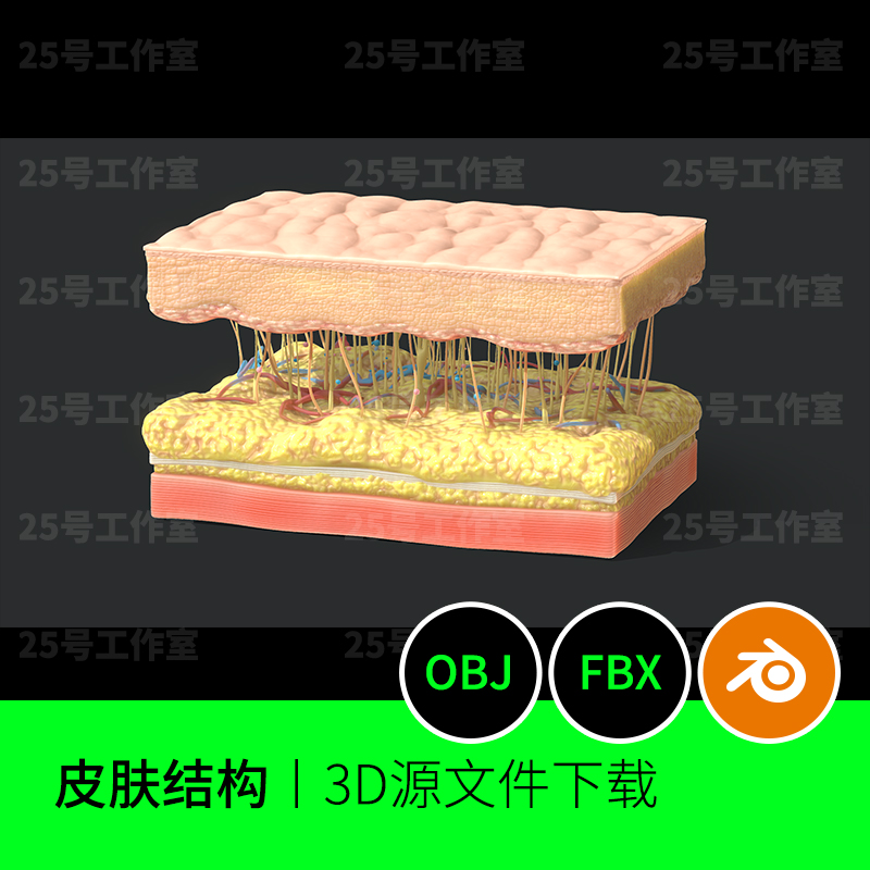 皮肤横截面结构皮层组织3D三维模型素材文件下载建模图纸FBXOBJ83