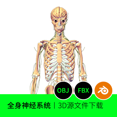 全身神经系统经脉人体医学解剖3D模型建模素材blender三维541