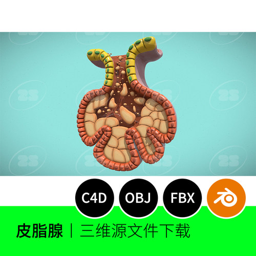 皮脂腺3D模型blender建模C4D素材美容生物医学腺泡993