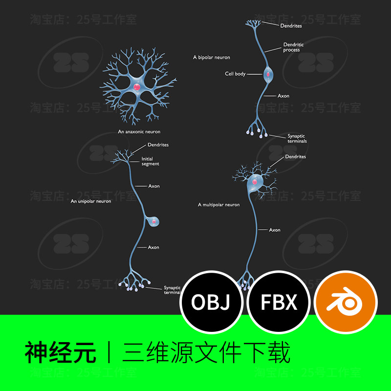 神经元解剖树突轴突细胞形态Blender模型OBJ建模FBX三维2702 - 实物图