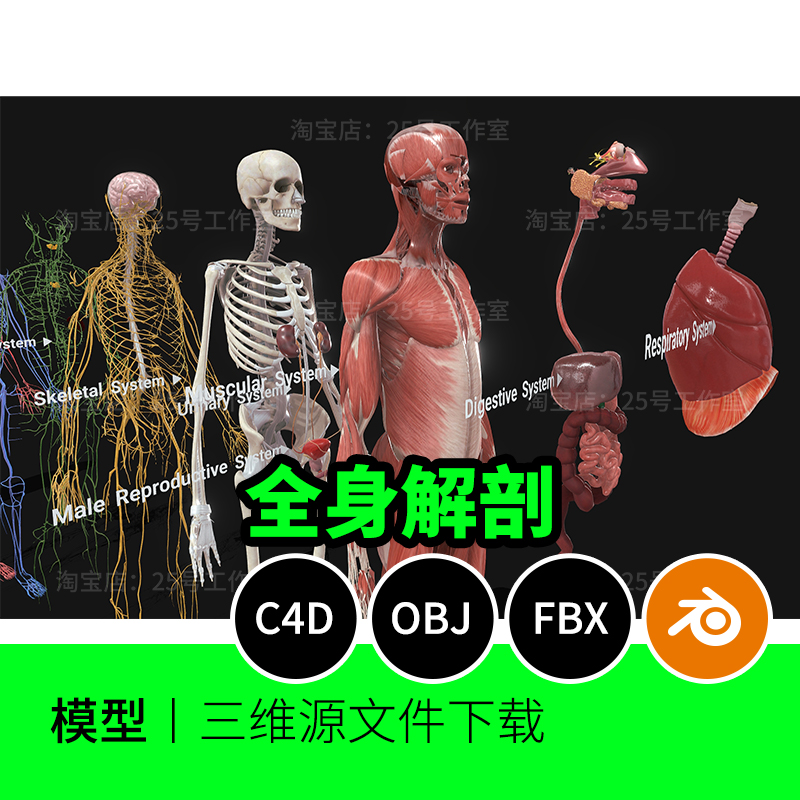 肌肉骨骼神经血液静脉动脉皮肤器官全身解剖3D模型建模胃肝肺1673