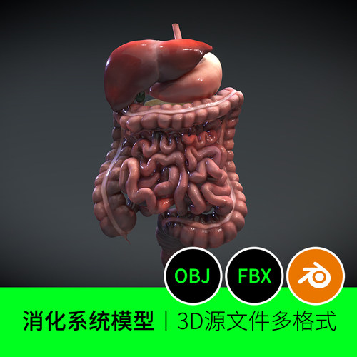 消化系统胰腺肝脏胆囊十二指肠器官解剖3D三维模型建模Blender129