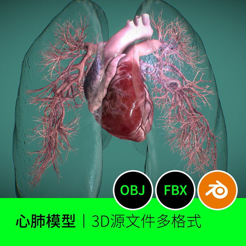 心肺部心脏血管动脉三维3D模型建模FBX OBJ Blender医学下载128