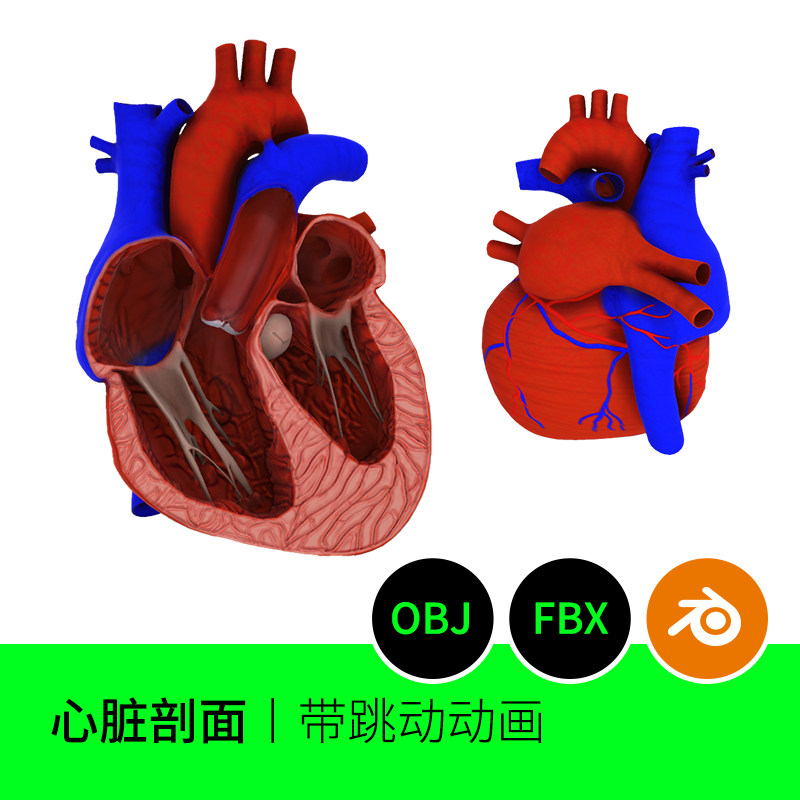心脏剖面医学解剖横截面跳动3d模型建模素材blender三维545