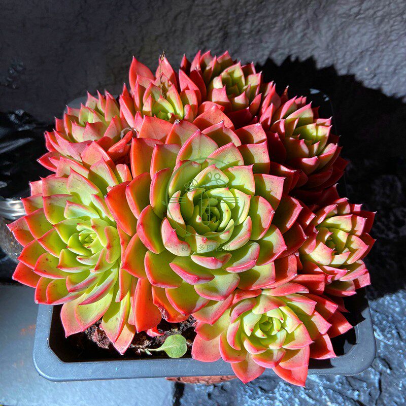 初见多肉植物  贝拉朵拉多头大盆  带盆栽好大颗美观净化空气