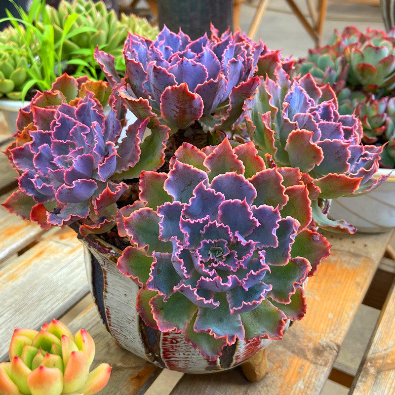 初见多肉花坊  晚霞之舞多头多肉植物大盆颜色美丽带盆栽好