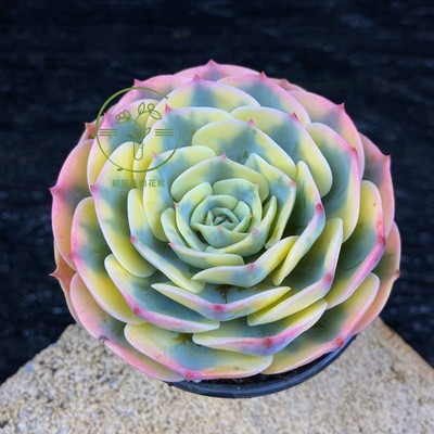 初见多肉花坊 玉蝶锦高端精品颜值品相无敌稀有贵货花卉盆栽