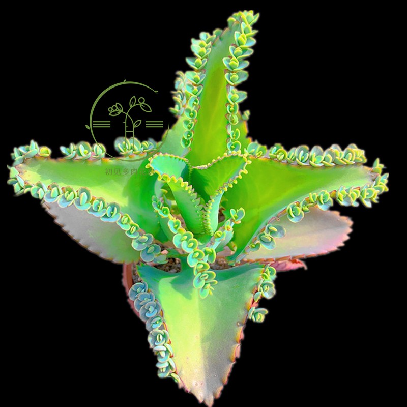 初见多肉花坊宽叶不死鸟 云南基地直发花卉盆栽防辐