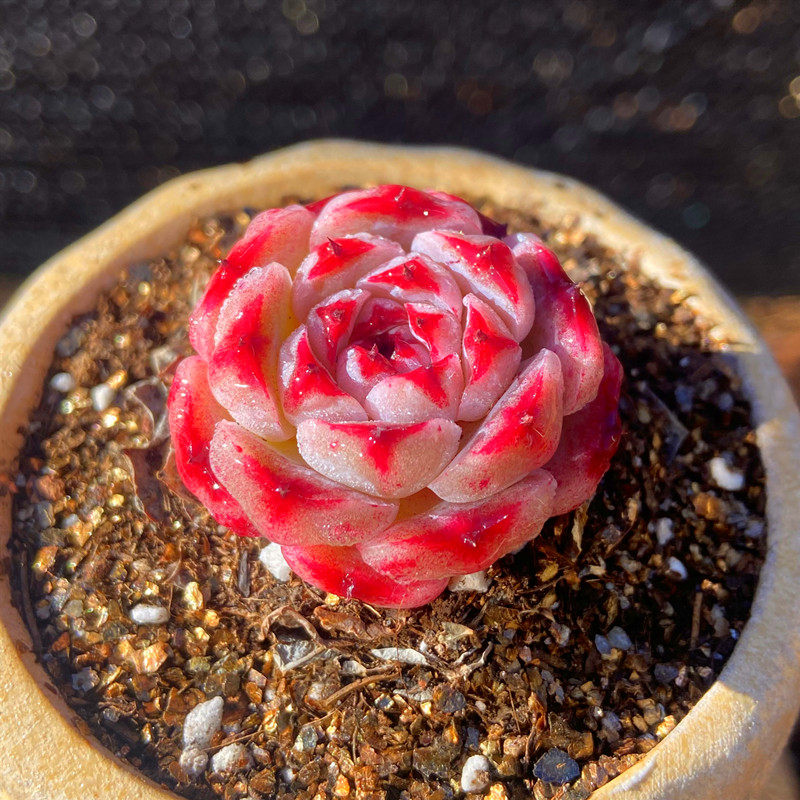 多肉植物  糖心蓝孔雀  稀少高端盆栽可爱带盆栽好美观净化空气管