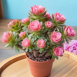 多肉植物 落樱法师老桩粉色带盆栽好美观稀有品种窗台绿植花卉