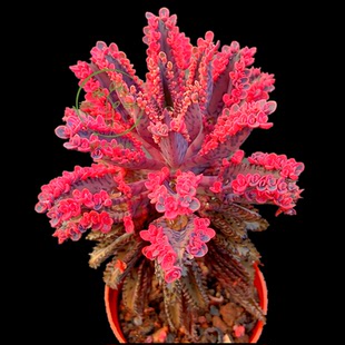 多肉植物 不死鸟锦落地生根锦非常漂亮奇趣花卉盆栽品种组合阳台