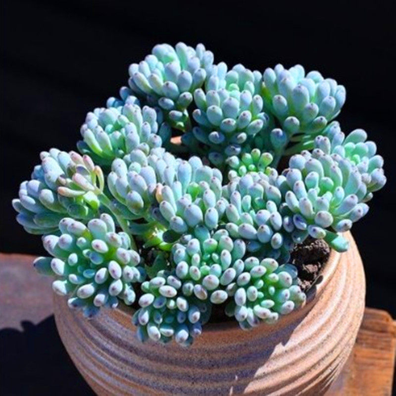 初见多肉花坊 蓝豆群生多肉植物栽好发货好养殖净化空气美观