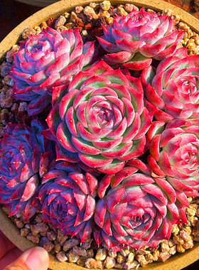 多肉植物  侧影大盆多头群  红色系美观净化空气带盆栽好