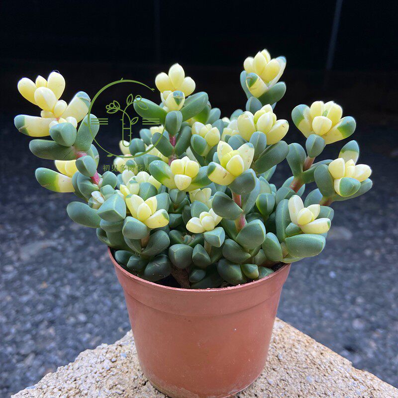 初见多肉花坊 鹿角海棠锦 带盆栽好易养殖净化空气易爆小头