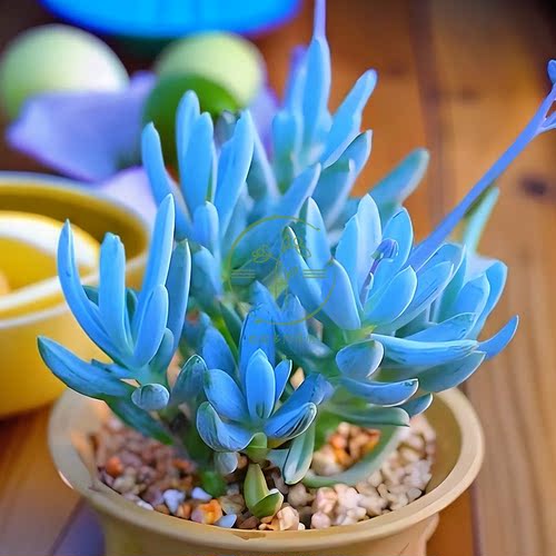 蓝色妖姬蓝松带盆栽多肉植物