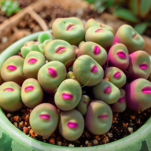 多肉植物 小红嘴带盆栽好美观稀有品种阳台窗台绿植花卉云南直发