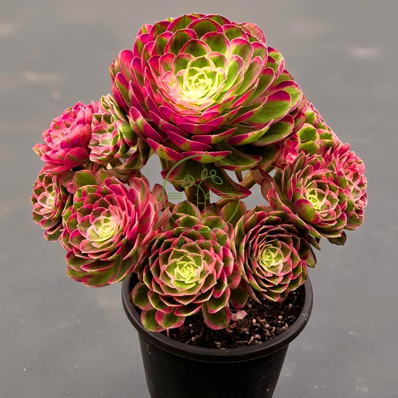 彩色孔雀翎法师老桩 多肉植物带盆栽好玫瑰花型群生好养绿植室内