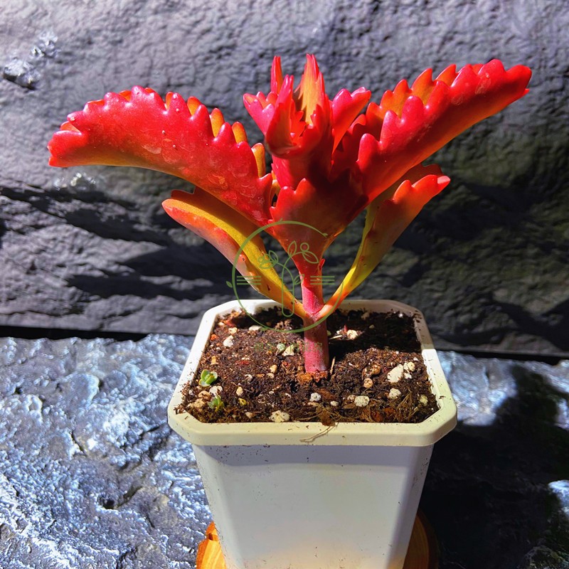 阳台庭院易养殖净化空气