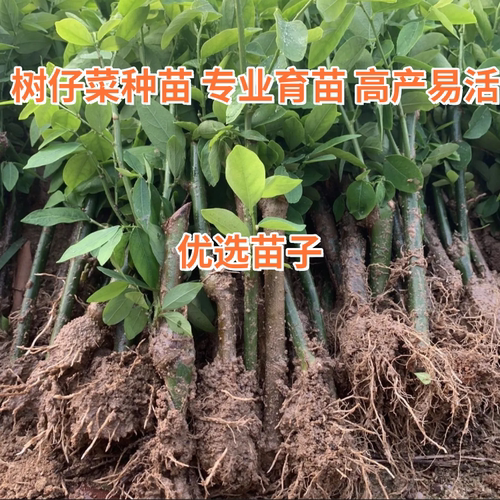 树仔菜苗广东海南五指山野菜天绿香苗潮汕树菜守宫木苗树仔菜新鲜