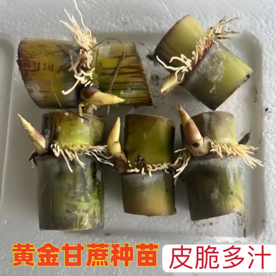 正品黄皮甘蔗种节盆栽正宗黄金水果甘蔗甘蔗新鲜薄皮青皮甘蔗尾巴