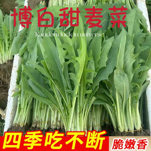 正宗博白甜麦菜苗带泥发货带土带根多茬采收高产量根系超发达