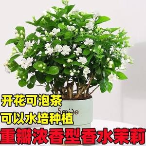 广西横县重瓣茉莉花浓香型室内绿植莉莉花盆栽花卉花期带花苞