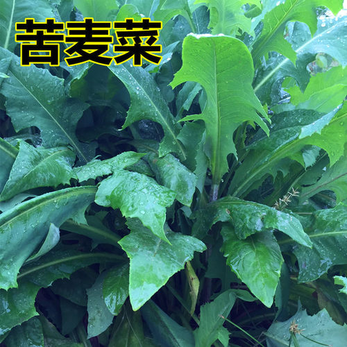 苦荬菜种子多年生牧草籽喂猪牛羊鸡鸭鹅苦麻菜苦麦菜四季牧草种籽