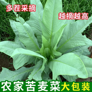 多年生苦麦菜鹅菜四季高州苦麦菜人吃猪鸡鸭鹅鱼种籽蔬菜简单种植