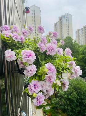 重瓣矮牵牛花种子籽子喇叭花易活四季播种开花室内外盆栽植物种孑