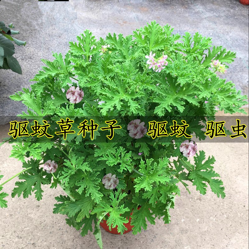 蚊虫草种子花种子庭院室内阳台四季易种开花香草艾草种籽花种籽子