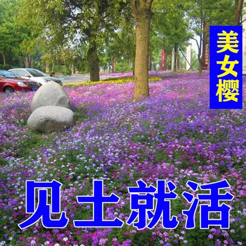 野花组合多年生四季花卉种子矮花子美女樱种子室外草花绿化花种籽
