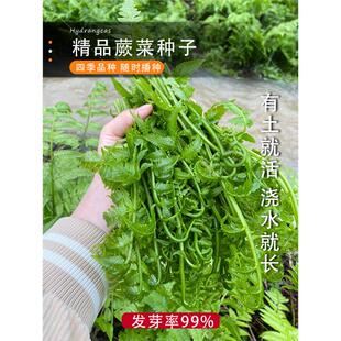 野生猫爪子种子东北山野菜唐松菜种籽刺嫩芽蕨菜猴腿蔬菜种子