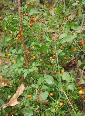 当季新籽茜草种子中药红根草简单易种红内消多年生草本植物籽