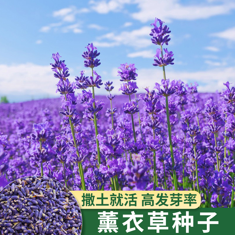 德沃多薰衣草种子四季开花易活庭院阳台盆栽室内花籽蚊虫香草种孑