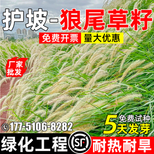 狼尾草草籽耐寒耐旱护坡固土边坡复绿观赏型绿化工程公园花海种子