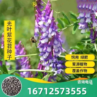 果园绿肥种籽光叶紫花苕种籽毛苕子种子养蜂蜜源植物牧草草籽