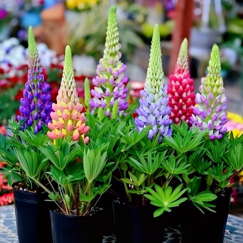 羽扇豆种子鲁冰花花种籽子春秋播种庭院花境花海易种花种盆栽阳台