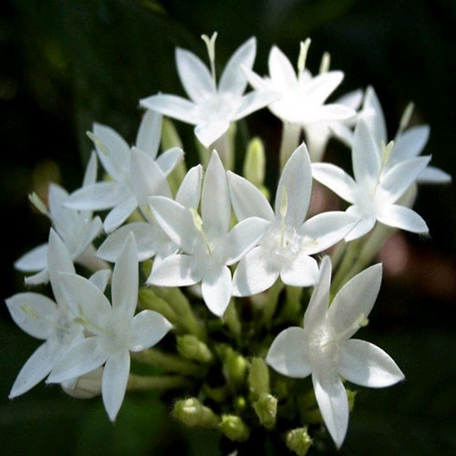 花种子 四季播 阳台盆栽植物 夜来香花种子月见草 夜兰花 夜香花