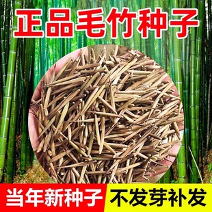 竹子种子苗户外绿植庭院紫竹黄金竹罗汉竹耐寒南北方大型毛竹种籽