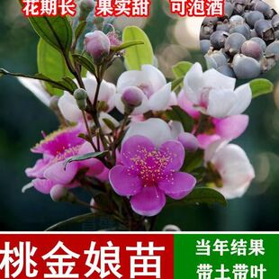 桃金娘稔子苗精选老桩树型庭院盘栽地栽四季可种植花期带花果发货