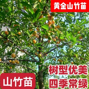 新品种小叶冰糖山竹黄金山竹苗四季常绿房前屋后种植原装杯苗发货