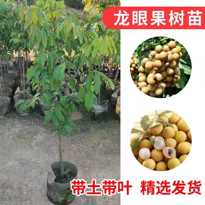 龙眼苗正品嫁接石硖储粮桂丰早四季龙眼营养杯带土带叶发货好成活