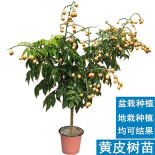 黄皮苗嫁接有香蜜黑黄皮贵妃紫肉黄皮当年结果盘栽地栽易种易管理