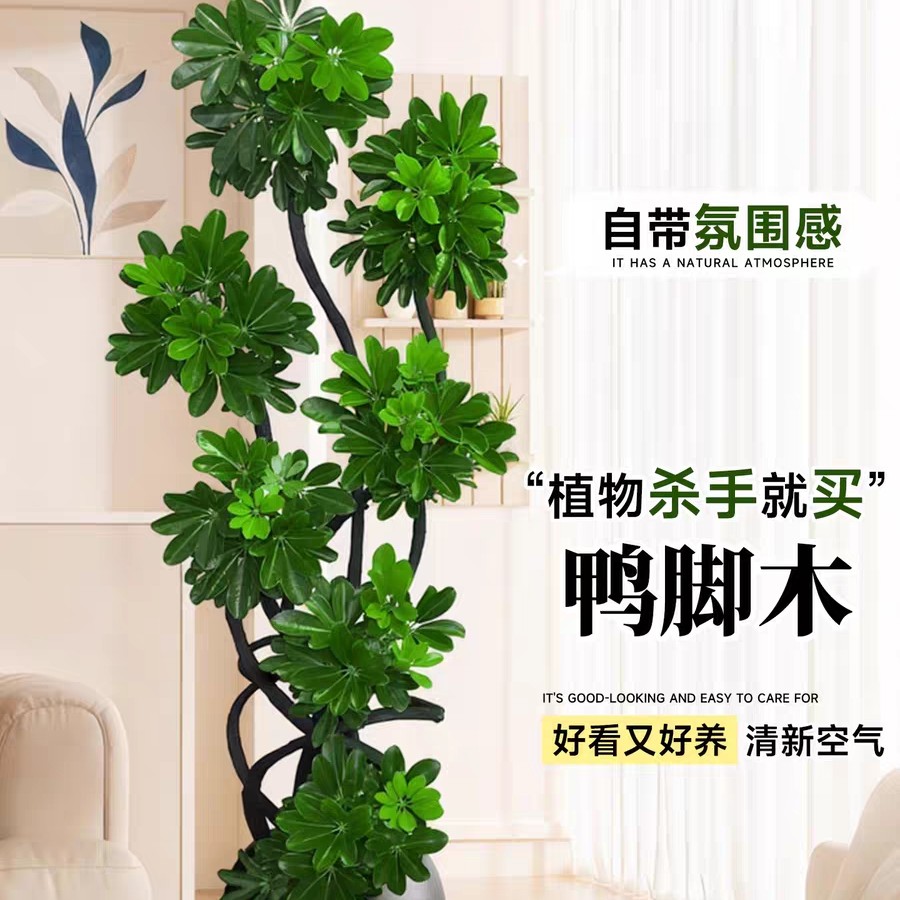 八方来财鸭脚木客厅绿植