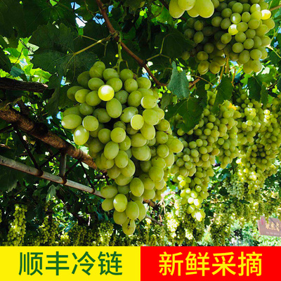 张家口特产马奶提子葡萄新鲜整箱批发宣化牛奶葡萄新鲜水果正宗