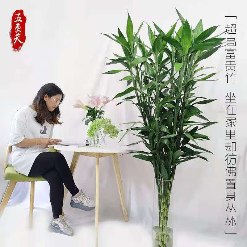 富贵竹1米7高大号粗枝条水培大叶水养植物室内吸甲醛绿植净化空气