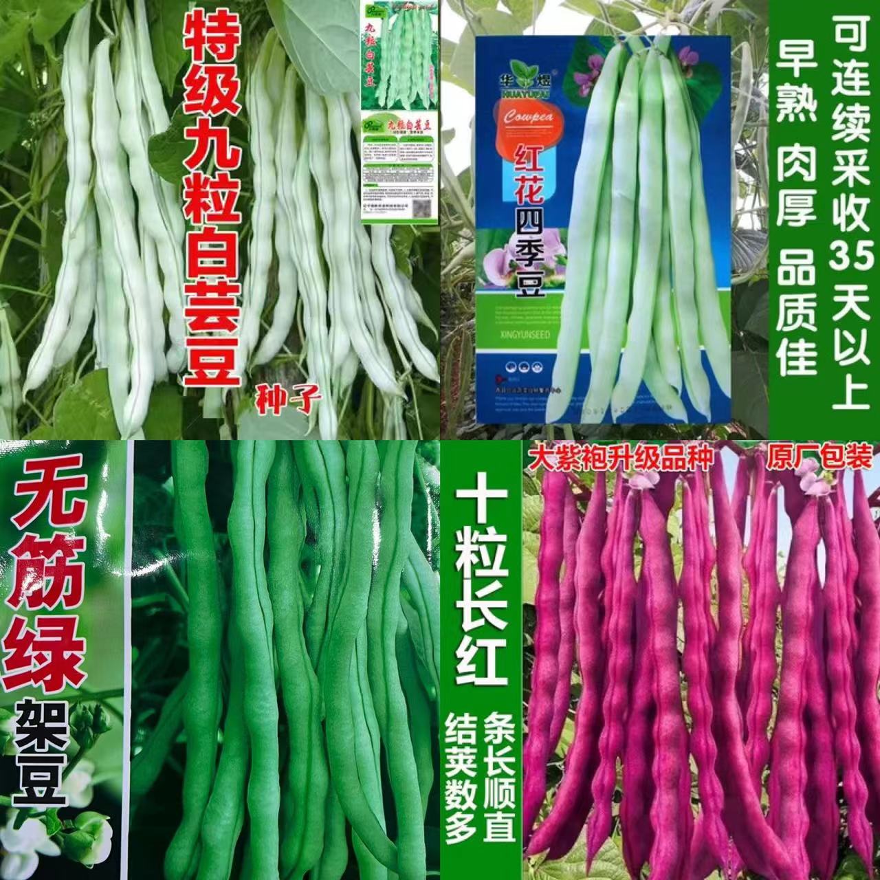 4各种蔬菜种子 农田菜园高产易种蔬菜豆角、玉米等蔬菜种籽